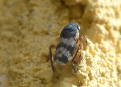 Anoscopus alpinus